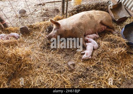 Blick auf Mutterschwein und Ferkel, die auf Heu auf dem Bauernhof auf dem Stift schlafen Stockfoto