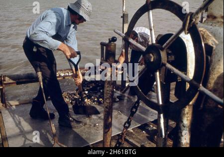 Lake Borgne Oystermen behaupten, dass die Freisetzung des Mississippi-Flutwassers ihre Austernbetten verschmutzt hat. Einige der Männer sammeln Beweise, um rechtliche Schritte zu unterstützen. Pete tesvich schaufelt ein Bagger verschmutzter Austern; Louisiana Ca. Juni 1973 Stockfoto