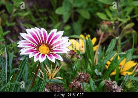Schöne blühende rosa und weiße Gazania Blume Stockfoto