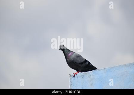 Felstaube auf einer Kante Stockfoto