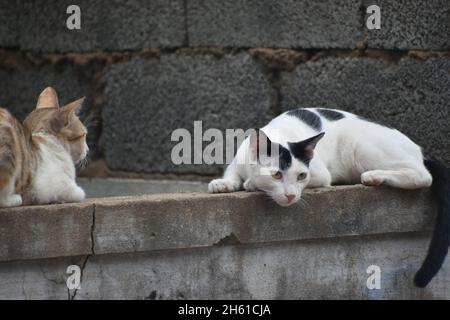 Niedliche Katzen an einer Wand Stockfoto