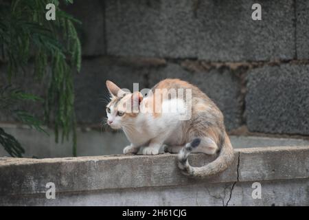 Niedliche Kleine Katze Gähnend / Schnurrend / Friedlich Sitzend Stockfoto