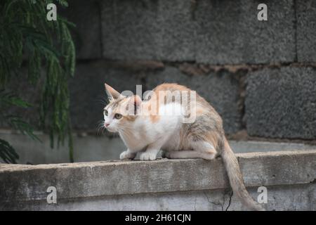 Niedliche Kleine Katze Gähnend / Schnurrend / Friedlich Sitzend Stockfoto