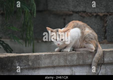 Niedliche Kleine Katze Gähnend / Schnurrend / Friedlich Sitzend Stockfoto