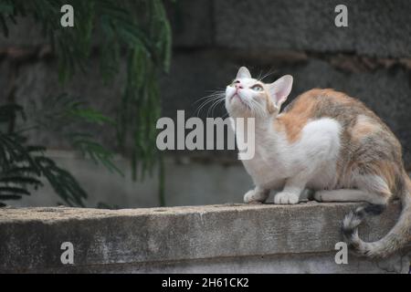 Niedliche Kleine Katze Gähnend / Schnurrend / Friedlich Sitzend Stockfoto