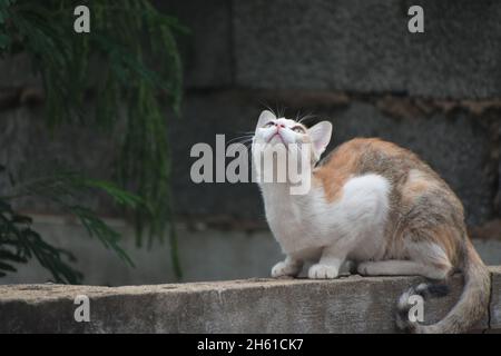 Niedliche Kleine Katze Gähnend / Schnurrend / Friedlich Sitzend Stockfoto