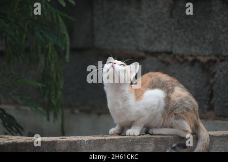 Niedliche Kleine Katze Gähnend / Schnurrend / Friedlich Sitzend Stockfoto