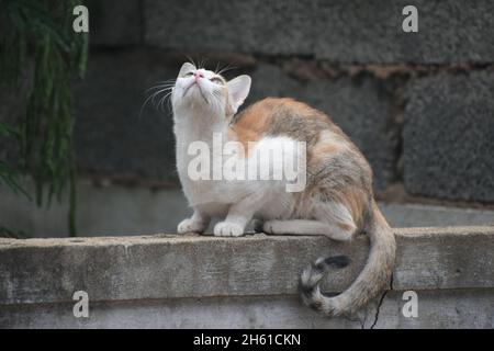 Niedliche Kleine Katze Gähnend / Schnurrend / Friedlich Sitzend Stockfoto