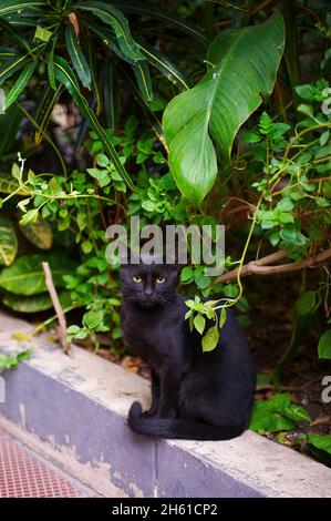 Egypte, Chat d'Alexandrie. // Ägypten, Katze aus Alexandria Stockfoto