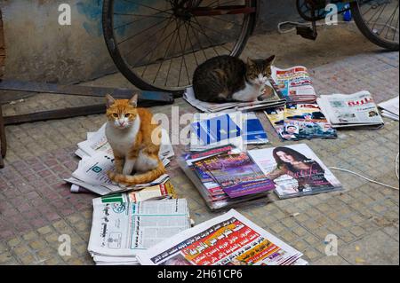 Egypte, Chat d'Alexandrie. // Ägypten, Katze aus Alexandria Stockfoto