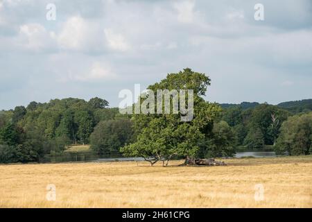 Blick über den Petworth Park West Sussex England Stockfoto