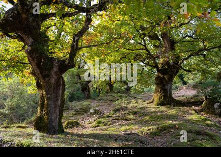 Ein wunderschöner alter Eichenwald im Herbst. Stockfoto