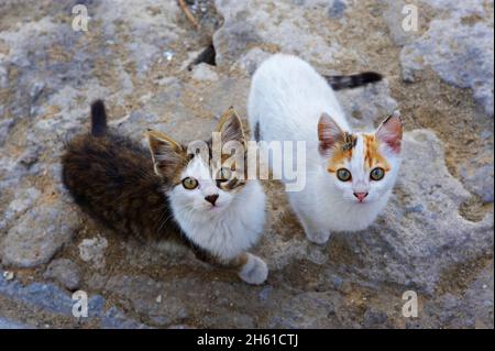 Egypte, Chat d'Alexandrie. // Ägypten, Katze aus Alexandria Stockfoto