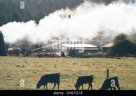 Amerika der 1970er Jahre: Verschmutzung durch einen Hackschnitzelbrenner mit Kühe, die auf Ackerland grasen im Vordergrund ca. 1972 Stockfoto