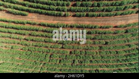 Luftaufnahme einer Kaffeefarm. Kaffeeplantage von oben gesehen. Große Kaffeefarm. Kaffeepflanzen. Minas Gerais, Brasilien. Stockfoto