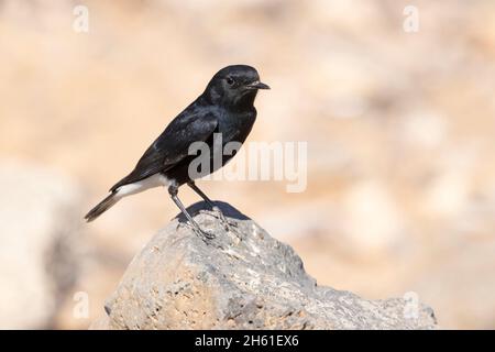 White-Crowned Wheatear, Safawi Basaltwüste, Jordanien, Oktober 2021 Stockfoto