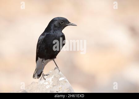 White-Crowned Wheatear, Safawi Basaltwüste, Jordanien, Oktober 2021 Stockfoto