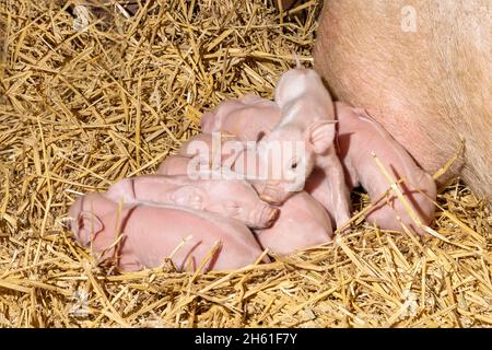 Süße Ferkel gerade geboren, kleine rosa niedlichen liegenden Haufen im Stroh Stockfoto