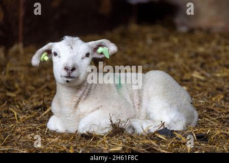 Ein liebenswertes Lamm, das freundlich aussieht, auf Stroh in einer Scheune liegt, mit grünem Farbfleck auf dem Rücken, gelbem Ohrschild Stockfoto