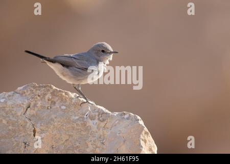 Blackstart, Mount nebo Wester Slope, Jordanien, Oktober 2021 Stockfoto