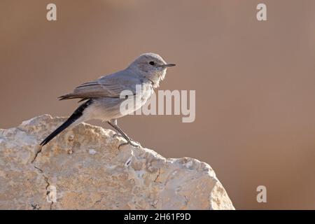 Blackstart, Mount nebo Wester Slope, Jordanien, Oktober 2021 Stockfoto