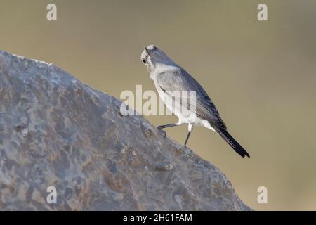 Blackstart, Mount nebo Wester Slope, Jordanien, Oktober 2021 Stockfoto