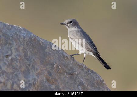 Blackstart, Mount nebo Wester Slope, Jordanien, Oktober 2021 Stockfoto