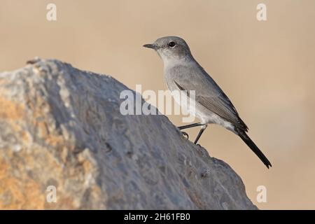 Blackstart, Mount nebo Wester Slope, Jordanien, Oktober 2021 Stockfoto