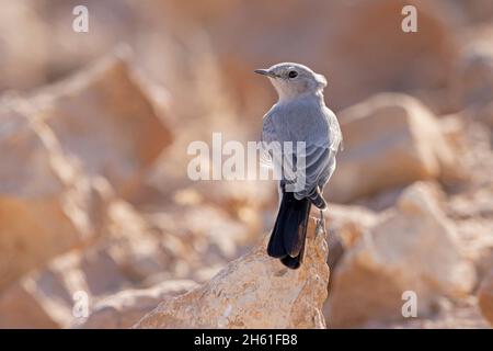 Blackstart, Mount nebo Wester Slope, Jordanien, Oktober 2021 Stockfoto