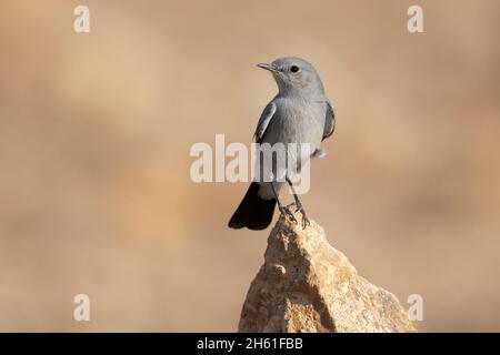 Blackstart, Mount nebo Wester Slope, Jordanien, Oktober 2021 Stockfoto