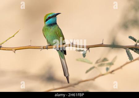 Arabian Green Bee-Eater, Mount Nebo Westhang, Jordanien, Oktober 2021 Stockfoto