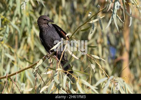 Tristrams Star, Swemeh, Dead Sea, Jordanien, Oktober 2021 Stockfoto