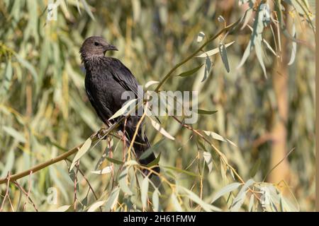 Tristrams Star, Swemeh, Dead Sea, Jordanien, Oktober 2021 Stockfoto