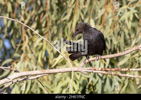 Tristrams Star, Swemeh, Dead Sea, Jordanien, Oktober 2021 Stockfoto