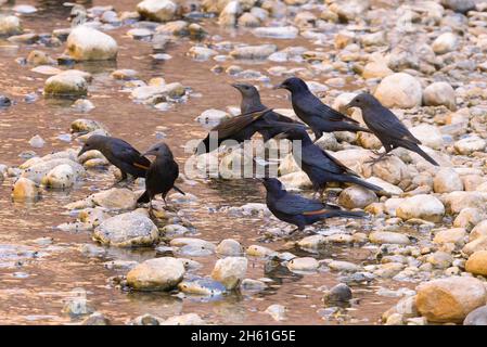 Tristrams Star, Wadi Moujib, Jordan Valley, Oktober 2021 Stockfoto