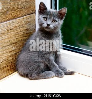 Schottisches blaues Kätzchen auf der Fensterbank am Fenster, Kätzchen in der Küche, Haustier-Kätzchen, Thema-Katzen und Kätzchen Stockfoto