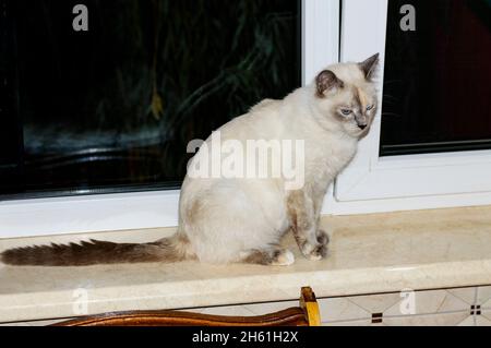 Siamkatze auf der Fensterbank, Kätzchen in der Küche, Hauskätzchen, Hauskatzen und Kätzchen Stockfoto