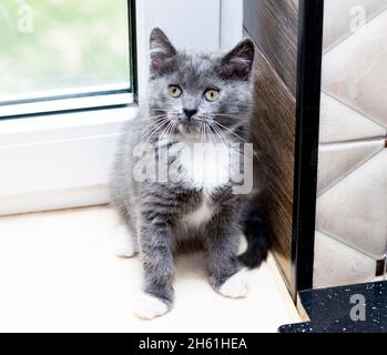 schottisches bicolor blaues Kätzchen, das am Fenster sitzt, Kätzchen in der Küche, Haustierkätzchen, Motto-Katzen und Kätzchen Stockfoto