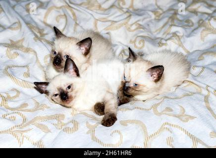 Drei Thai-Kätzchen auf dem Bett, ein Haustier-Kätzchen, ein Thema von Hauskatzen und Kätzchen Stockfoto