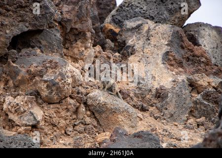 Gestreifte Erdmännchen auf sandigen felsigen Böden auf den Kanaren von Fuerteventura Stockfoto