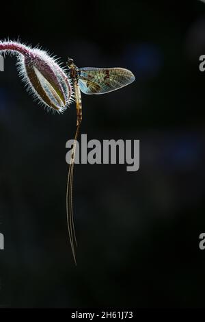 Eintagsfliege Stockfoto