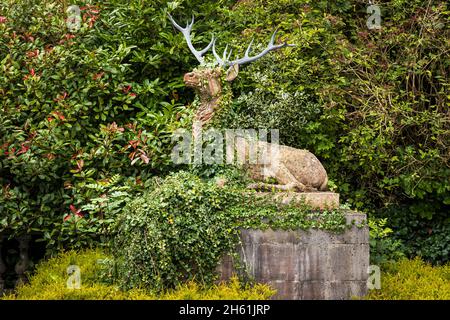 Statue eines Hirsches, umgeben von Büschen und mit Efeu bewachsen, auf dem Gelände des Palmerstown House, Johnstown, County Kildare, Irland Stockfoto