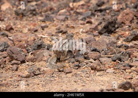Gestreifte Erdmännchen auf sandigen felsigen Böden auf den Kanaren von Fuerteventura Stockfoto