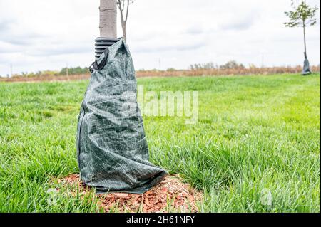 Schützender Baumwickel, der verwendet wird, um zu verhindern, dass Rinde an jungen Pflanzen beschädigt wird Stockfoto