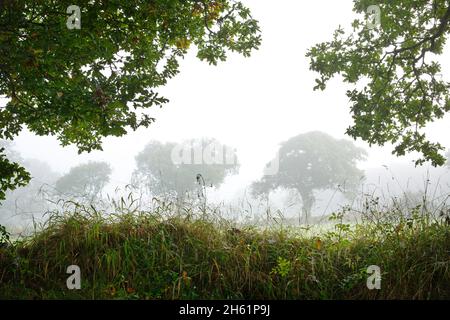 Eichen an einem nebligen Morgen Stockfoto