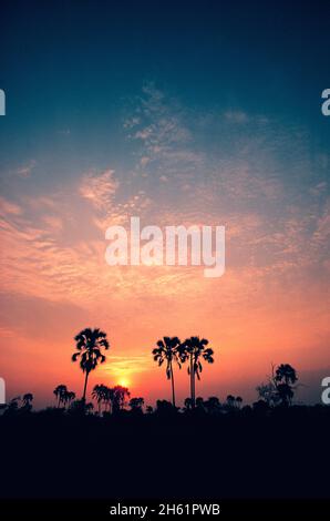 Afrika. Botswana. Landschaft mit Palmen bei Sonnenuntergang. Stockfoto