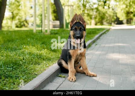 Schwarz und braun reinrassig Hund sitzt mit offenem Mund im Sommerpark. Kleiner Welpe, der sich nach einem aktiven Spaziergang an der frischen Luft ausruhte. Beste Freunde. Stockfoto