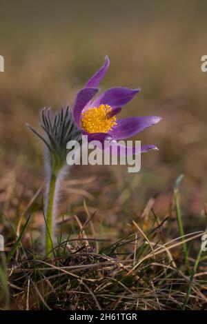 Gewöhnliche Kuhschelle, Pulsatilla vulgaris, Pasquenblüte Stockfoto