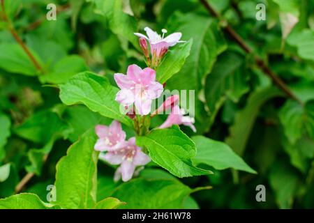 Viele hellrosa Blüten von Weigela florida Pflanze mit Blumen in voller Blüte in einem Garten in einem sonnigen Frühlingstag, schöne Outdoor-Blumen Hintergrund pho Stockfoto