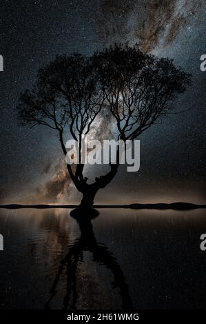 Der Baum im Kenfig Pool Naturschutzgebiet in der Nähe von Porthcawl, South Wales, Großbritannien Stockfoto